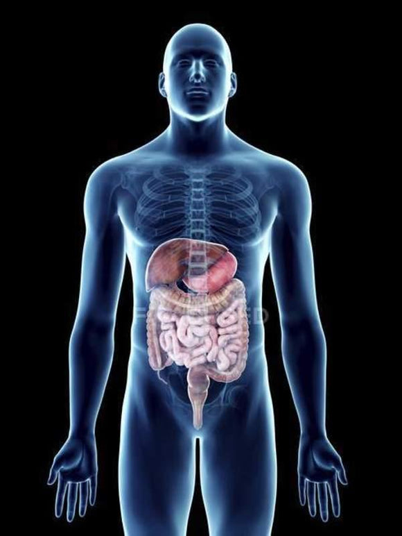 Sistema Digestivo - Herbolaria Vida Saludable